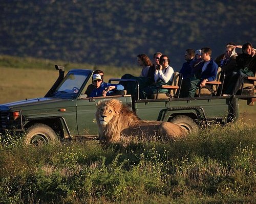 South Africa Safari Adventure Image