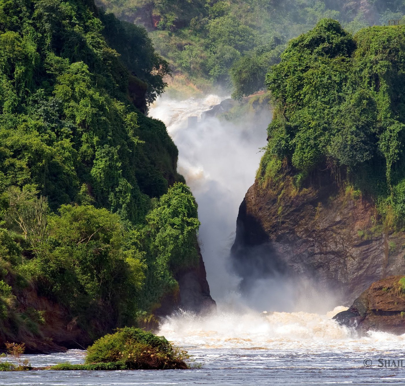 Uganda Gorilla Trekking Adventure Image