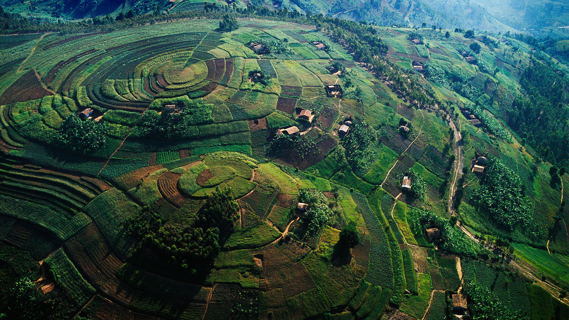 Uganda Gorilla Trekking Adventure Image