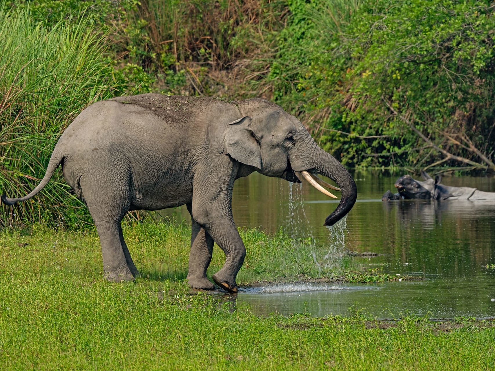 Kaziranga Majuli Tour Package (6D/5N) Image